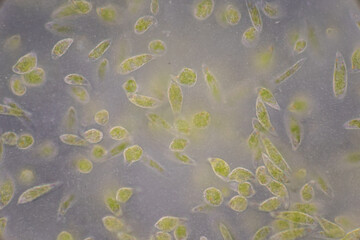 Euglena is a genus of single cell flagellate eukaryotes under microscopic view for study.