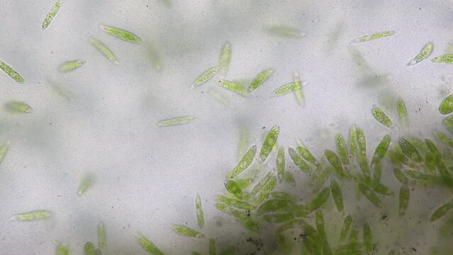 Euglena is a genus of single cell flagellate eukaryotes under microscopic view for study.