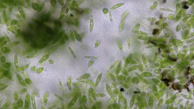 Euglena is a genus of single cell flagellate eukaryotes under microscopic view for study.