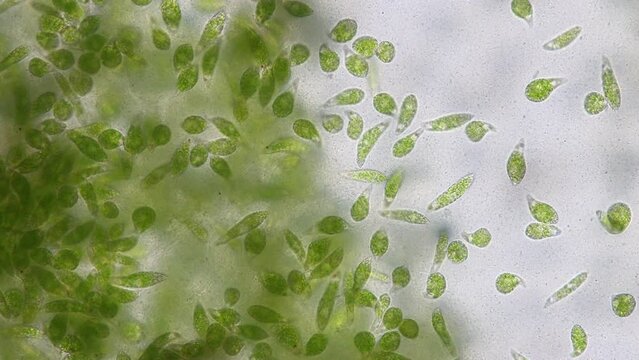 Euglena is a genus of single cell flagellate eukaryotes under microscopic view for study.