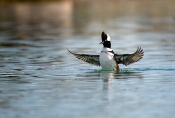 Hooded merganser male in wingbeat display getting rid of water in Rancho Jurupa