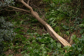 Tree damaged in heavy winds