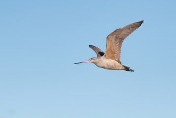 Marbled godwit in flight against a clear blue sky at Huntington Beach, California
