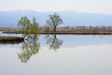 春の福島潟