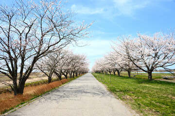 Fototapeta na wymiar 福島潟湖畔の桜並木