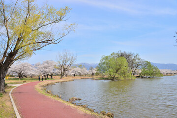 瓢湖湖畔の桜並木