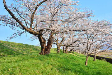 Fototapeta premium 満開の桜
