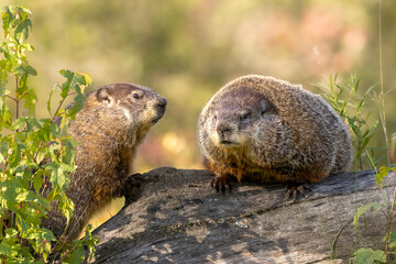 Naklejka na ściany i meble Woodchuck Couple. Two large marmot species known as Groundhog (Marmota monax). Adoring couple spends time together on a fallen tree.