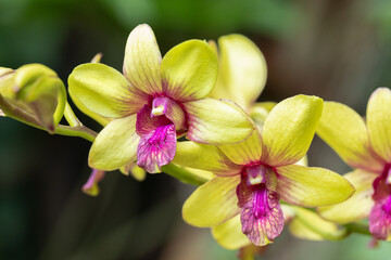 Beautiful orchid flower blooming at rainy season. Dendrobium orchid