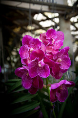 Beautiful purple orchid flower in the garden. Natural background.