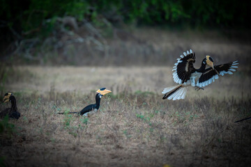 Hornbills In Yala Sri Lanka