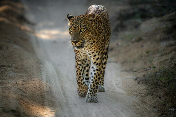 Sri Lankan leopard Panthera pardus kotiya