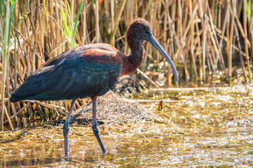 The glossy ibis, latin name Plegadis falcinellus, searching for food in the shallow lagoon.