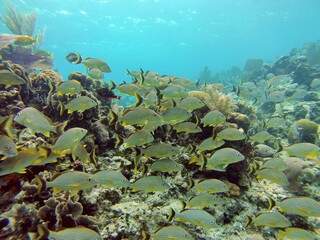 School of french grunt off the coast of Utila, in the Bay Islands, Honduras