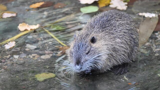 Close up shot of cute Nutria Myocastor Coypus cleaning teeth in clear water in nature