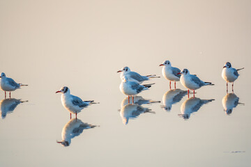 Flock of Seagulls, The European herring gull, swims on the calm lake shore in sunset