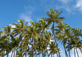 Palm Trees Against Blue Sky in Hawaii.