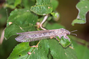 Distoleon tetragrammicus, a species of antlion in the neuropteran family Myrmeleontidae.