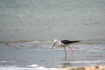 Cute water bird. Black winged Stilt feeding in the lake. Black winged Stilt, or or pied stilt,...