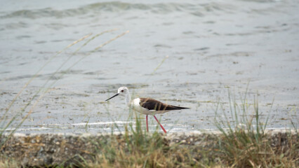 Cute water bird. Black winged Stilt feeding in the lake. Black winged Stilt, or or pied stilt,...