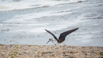 Water bird black-winged stilt flying in the blue sky.