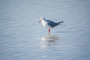 One Seagull, The European herring gull, swims on the calm lake shore in sunset