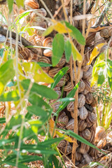 Many snails are sitting on a branch.