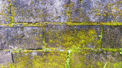 mossy brick wall in the background