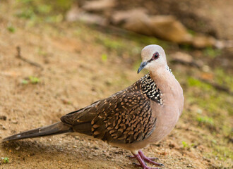 The spotted dove (Spilopelia chinensis) is a small and somewhat long-tailed pigeon that is a common resident breeding bird across its native range on the Indian subcontinent and in Southeast Asia