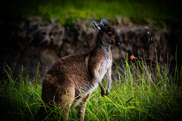 Australia, according to the Commonwealth Government there are around 43 million kangaroos living in Australia. In fact, it is more than there are Australian people.