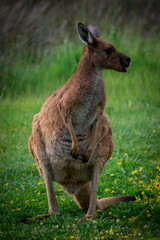 Naklejka na ściany i meble Australia, according to the Commonwealth Government there are around 43 million kangaroos living in Australia. In fact, it is more than there are Australian people. 