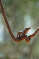 frog on a branch with smooth background