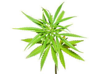 marijuana leaf isolated on white