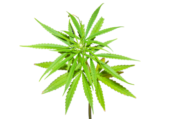 marijuana leaf isolated on white