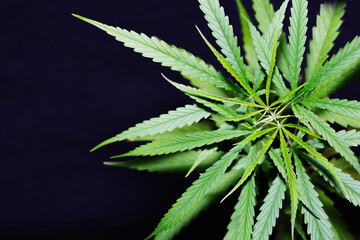 Fototapeta na wymiar marijuana cannabis Sativa plant has cannabinoids are delta-9-tetrahydrocannabinol (THC) and cannabidiol (CBD).