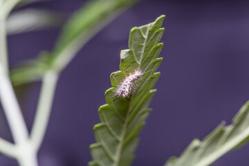 Caterpillars eating cannabis marijuana leaf