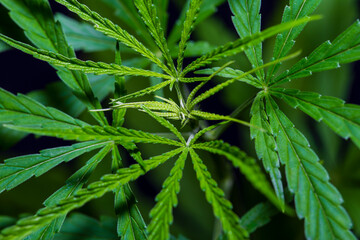 Naklejka na ściany i meble marijuana cannabis Sativa plant has cannabinoids are delta-9-tetrahydrocannabinol (THC) and cannabidiol (CBD).