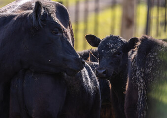 Fototapeta premium Baby Black Angus Cow, Regenerative High Density
