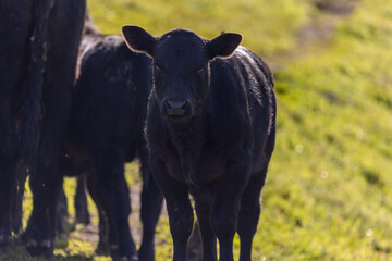 California Cattle Ranch Baby Calves