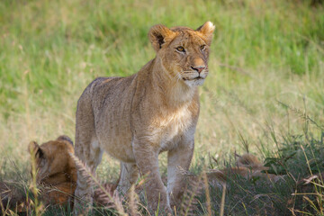 Fototapeta na wymiar Alert Lioness, Masai Mara, Kenya