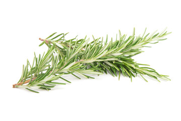 Rosemary sprig flowering isolated on white background. Aromatic evergreen shrub