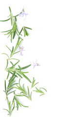 Fototapeta na wymiar Rosemary sprig flowering isolated on white background. Aromatic evergreen shrub
