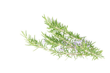 Rosemary sprig flowering isolated on white background. Aromatic evergreen shrub