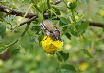 A May bug sits on a yellow rose. Ryazan region. Russia