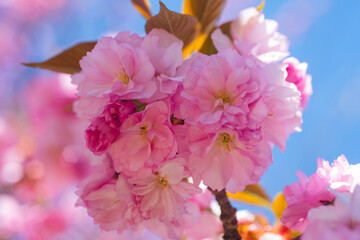 Close up sakura, spring cherry blossom. Sakura pink flowers on sunny backdrop. Spring background with a branch of blooming sakura. Sakura flower spring blossom background. Spring bloom.
