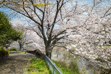 桜と池