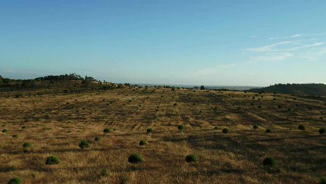 Olive Trees Plantation in Portugal 4K 02