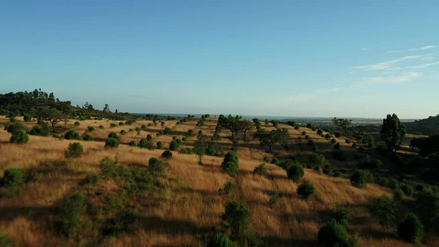 Olive Trees Plantation in Portugal 4K 03