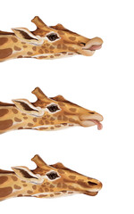 Three giraffe faces watercolor painting sticking out their tongues white background hand drawn.