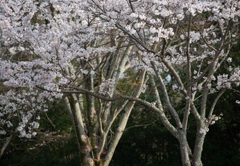 Close up beautiful blossoming cherry tree. sign of spring